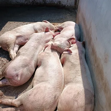 Farma Cal Vecia Calvecchia